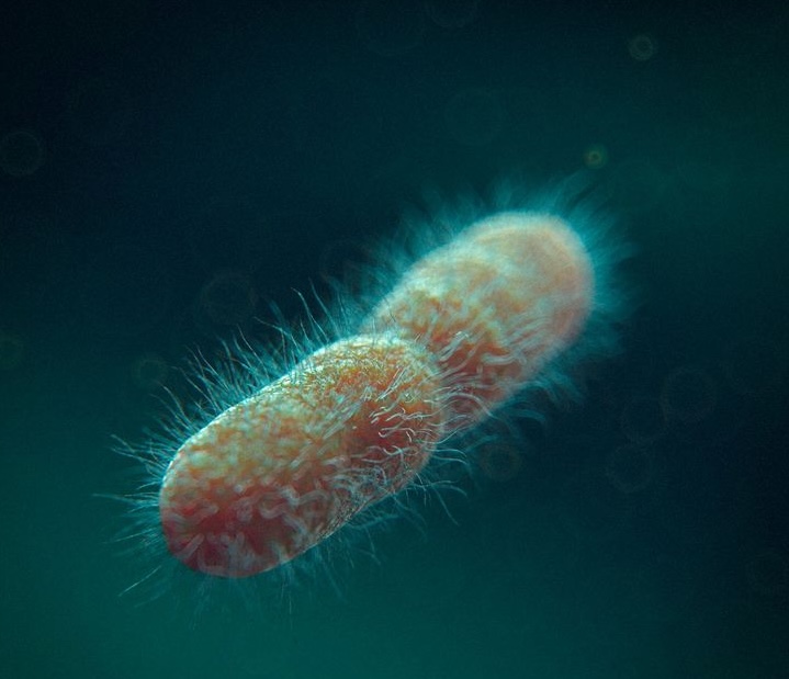 Vi khuẩn Streptococcus pneumoniae gây viêm xoang