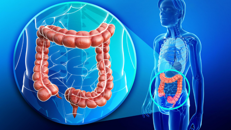Ruột già hấp thu nước, nuôi lợi khuẩn và tạo khuôn phân trước khi đào thải