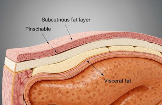 Vì mỡ nội tạng nằm sâu bên trong, bạn không thể thấy hay chạm vào nó