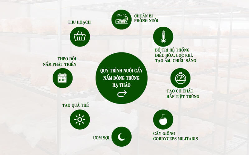 Quy trình nuôi cấy đông trùng hạ thảo trong điều kiện kiểm soát